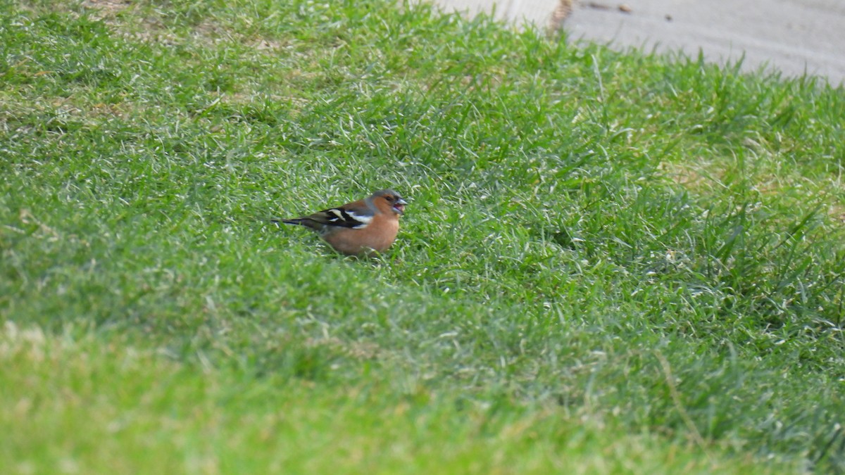 Common Chaffinch - ML646573606