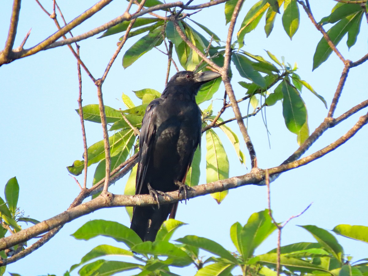 Large-billed Crow - ML646573621