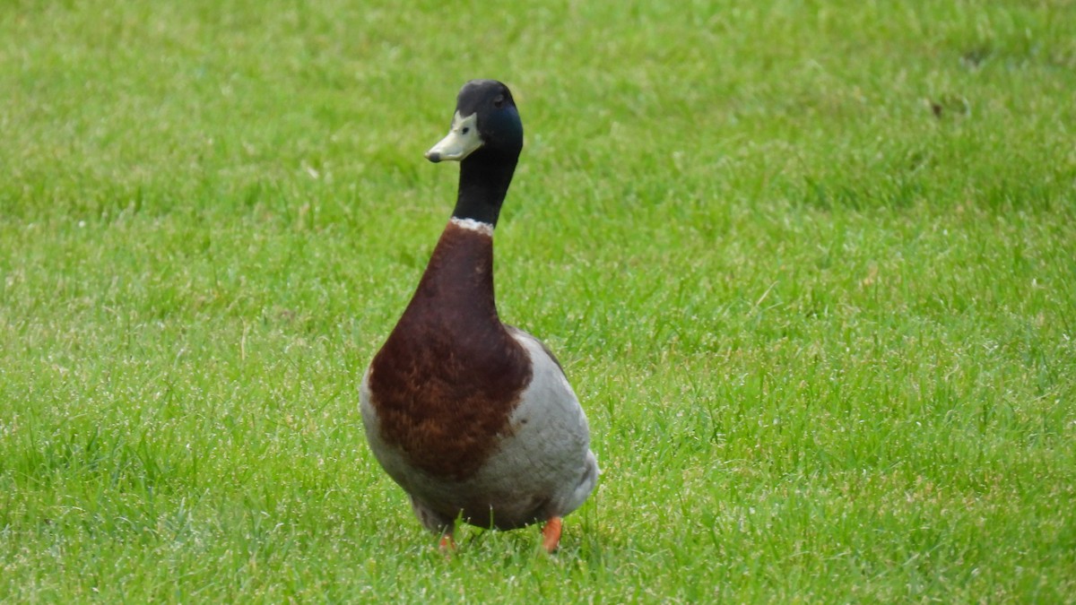 綠頭鴨 - ML646573622