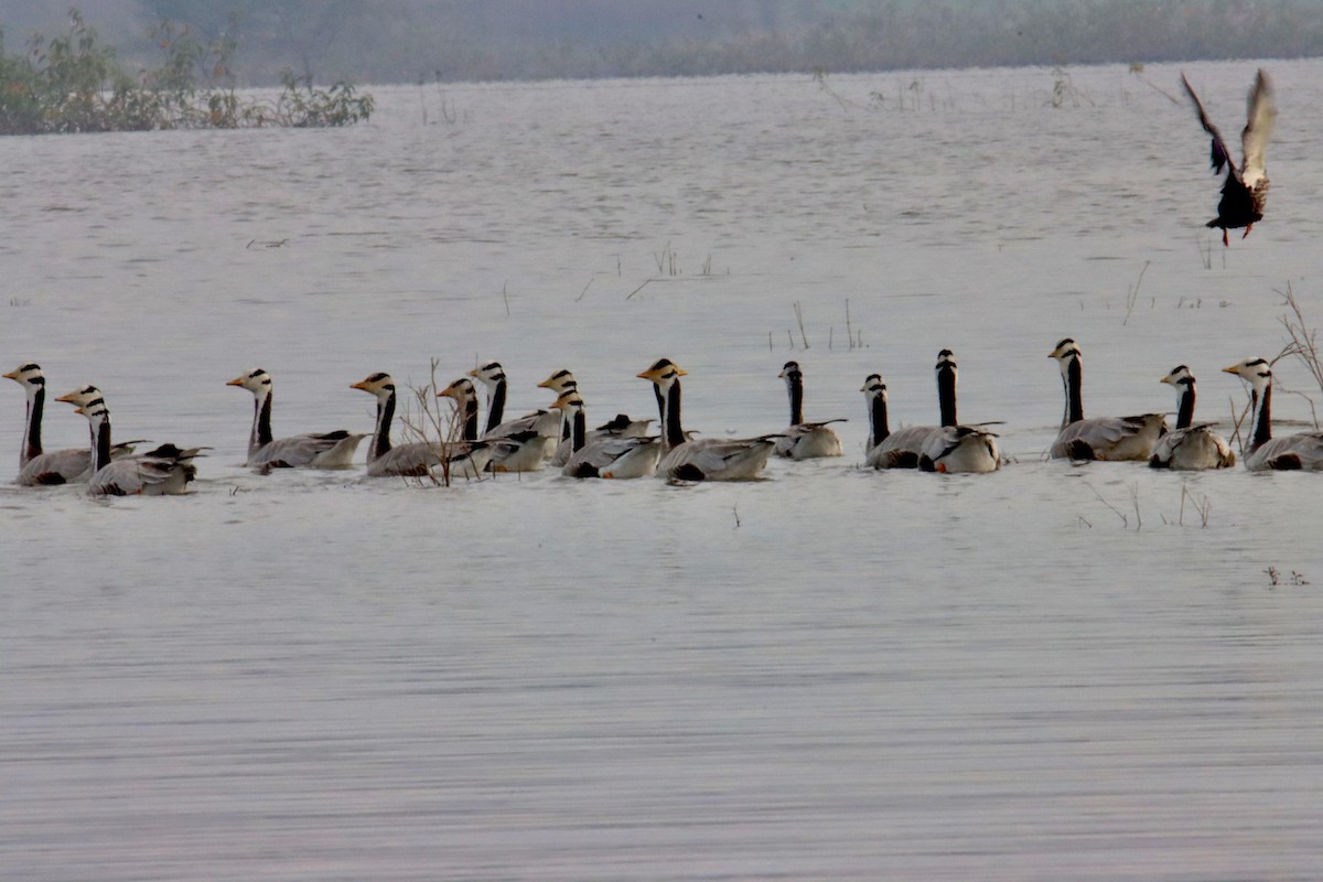 stripegås - ML646573626