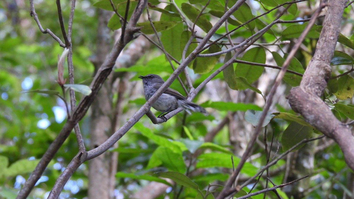 Gray Gerygone - ML646573628