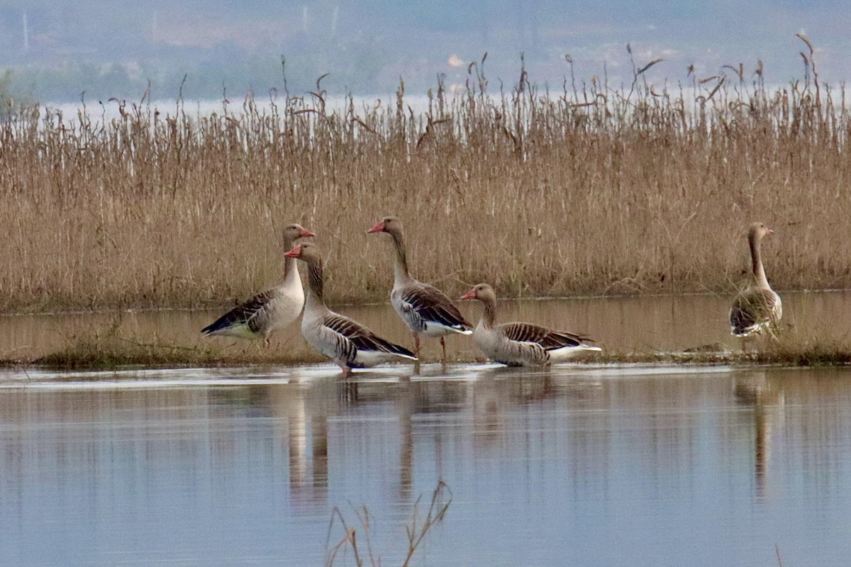 Гуска сіра - ML646573630