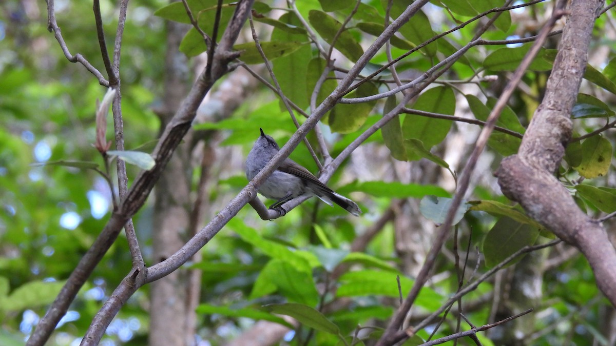 Gray Gerygone - ML646573634