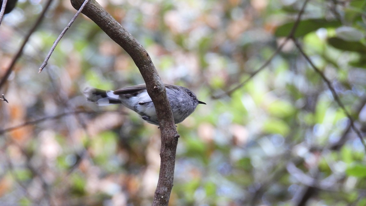 Gray Gerygone - ML646573635