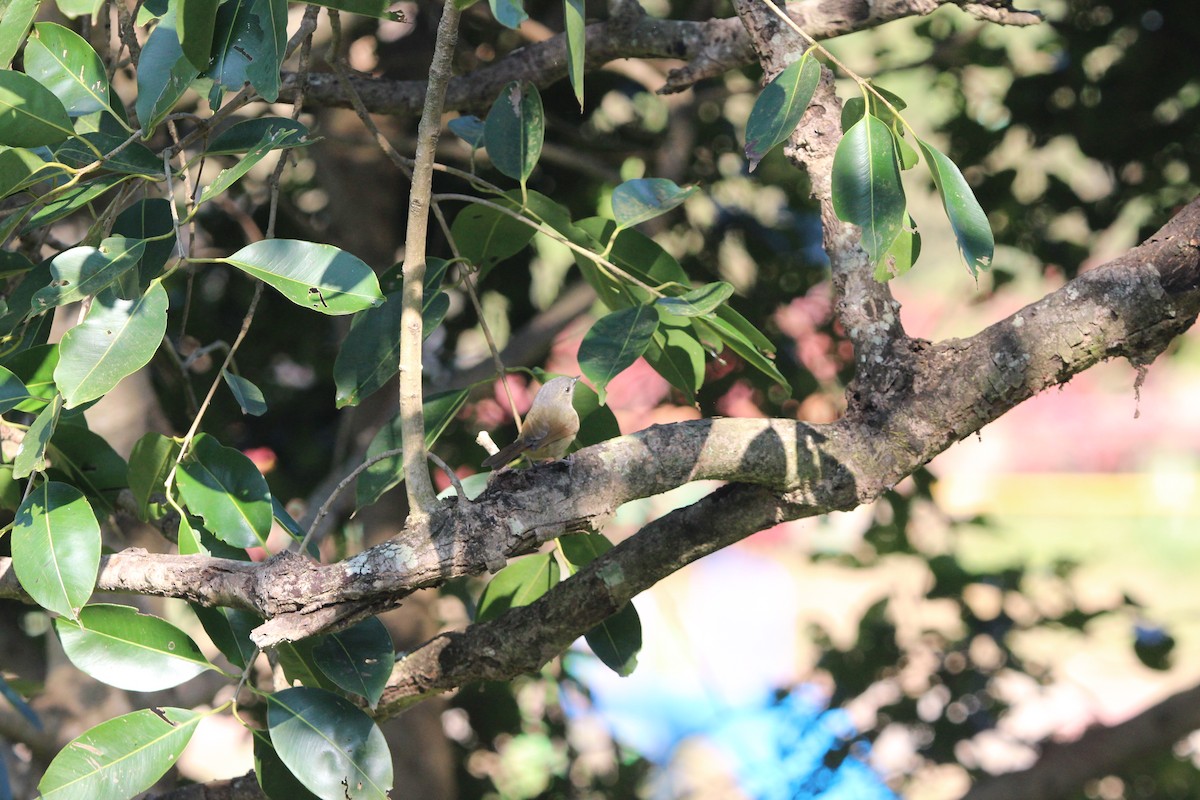 Brown-cheeked Fulvetta - ML646573637