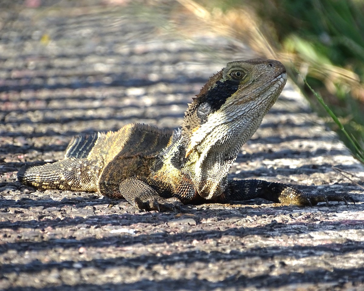 Eastern Water Dragon - ML646573649