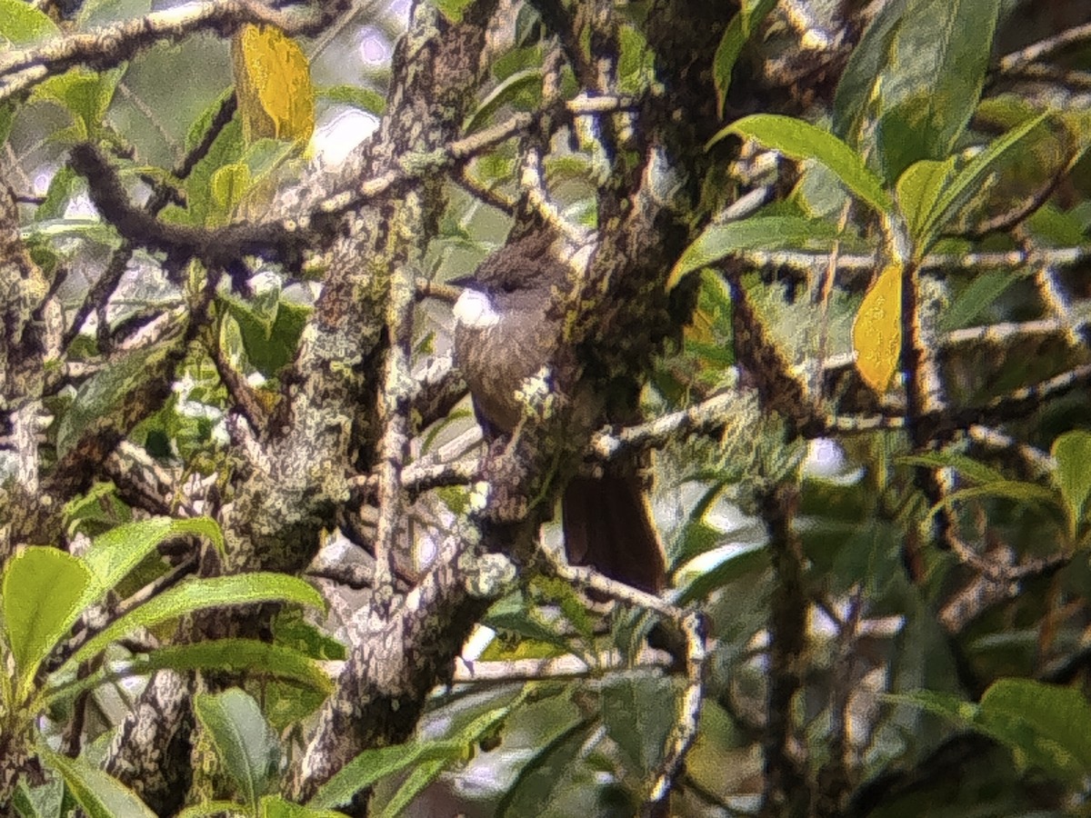 Rostbauchbülbül - ML646573650