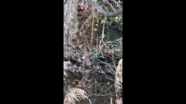 Рибалочка блакитний - ML646573668