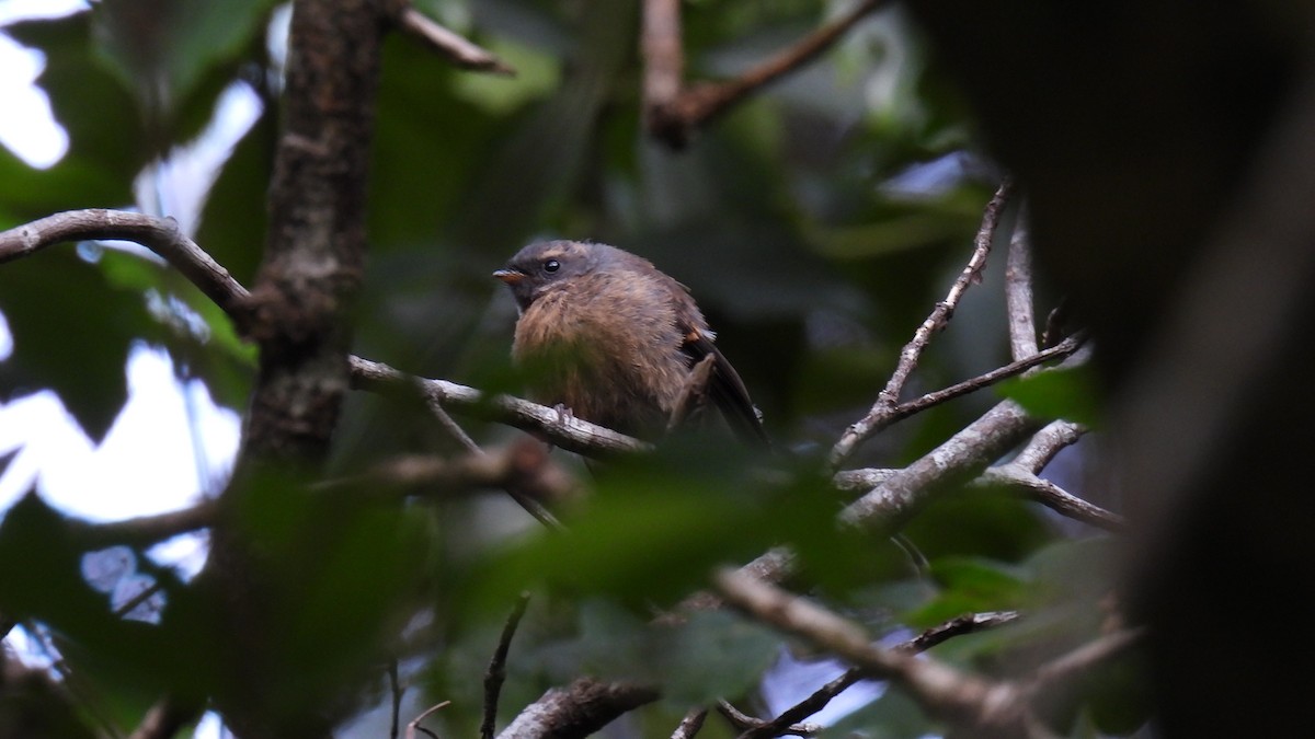 New Zealand Fantail - ML646573669