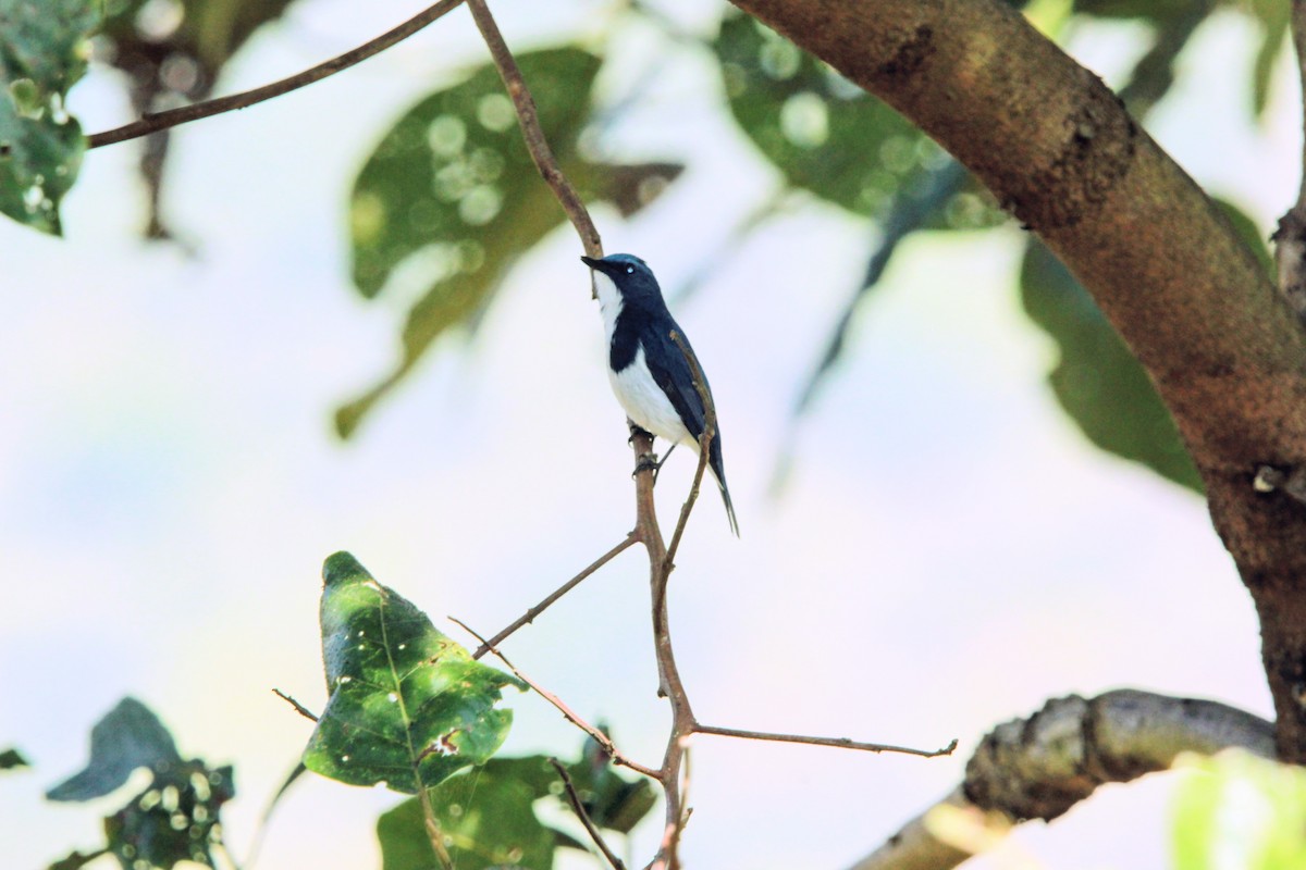 Ultramarine Flycatcher - ML646573670