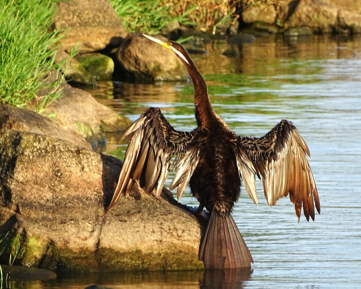 Australasian Darter - ML646573671