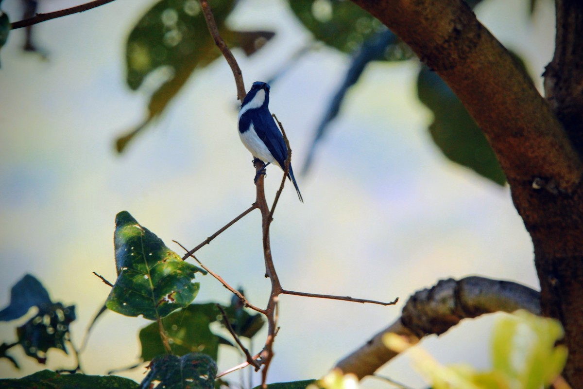 Ultramarine Flycatcher - ML646573674