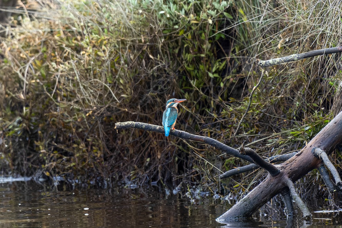 Common Kingfisher - ML646573676