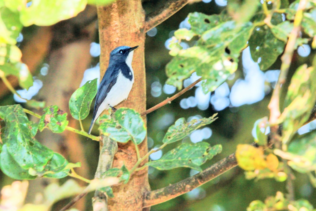 Ultramarine Flycatcher - ML646573677