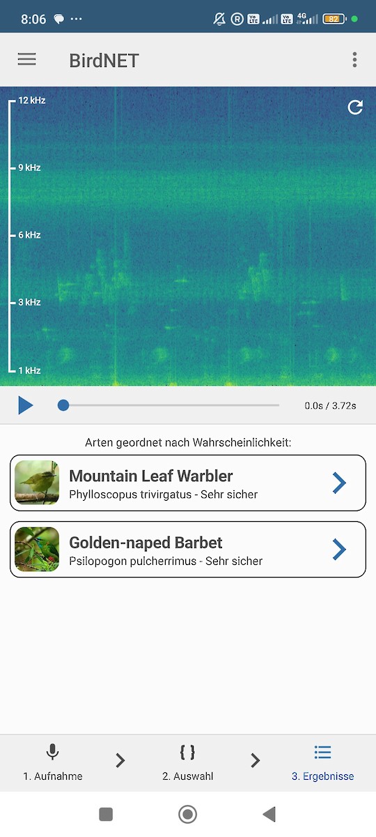 Südsee-Laubsänger - ML646573678