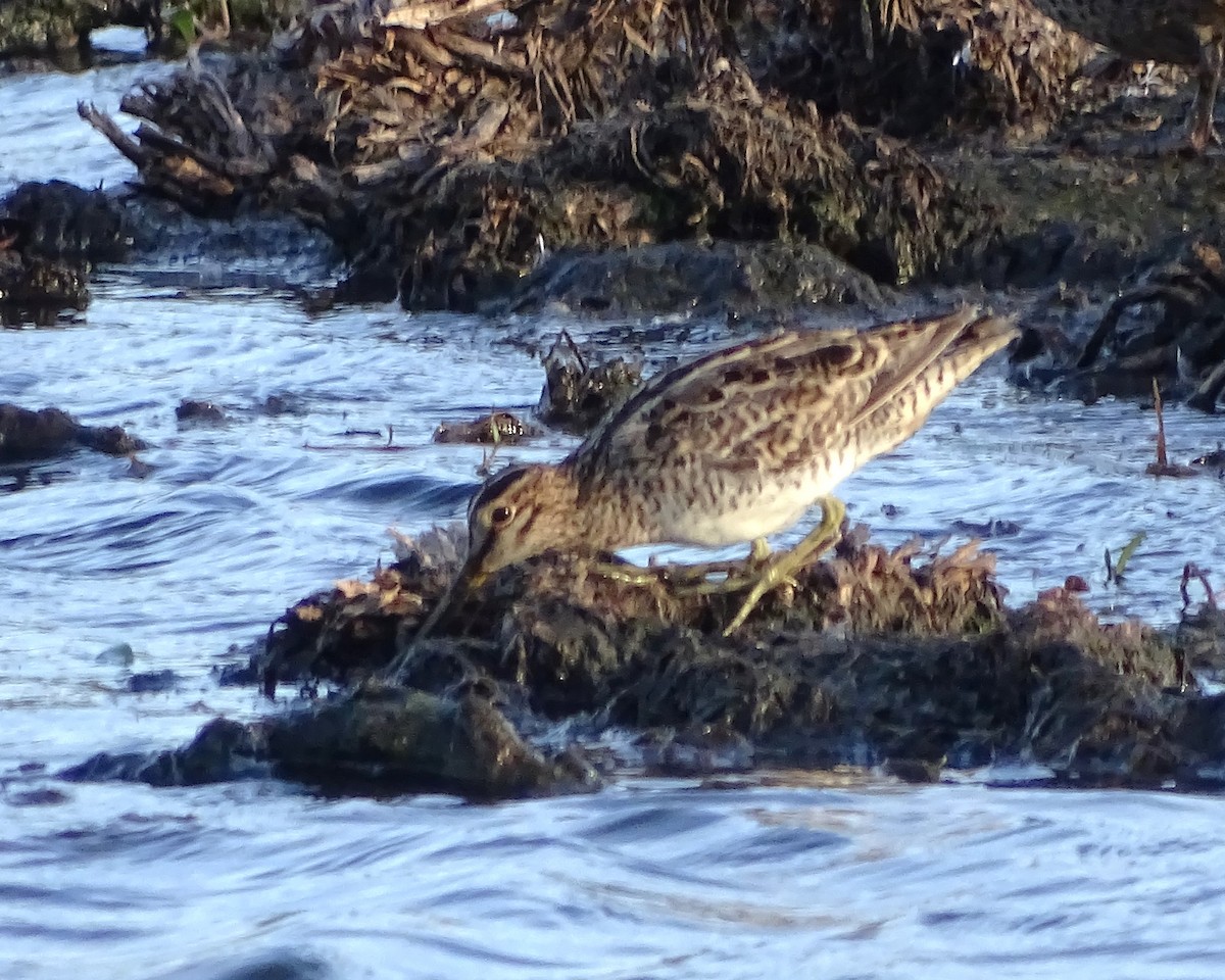 Latham's Snipe - ML646573681