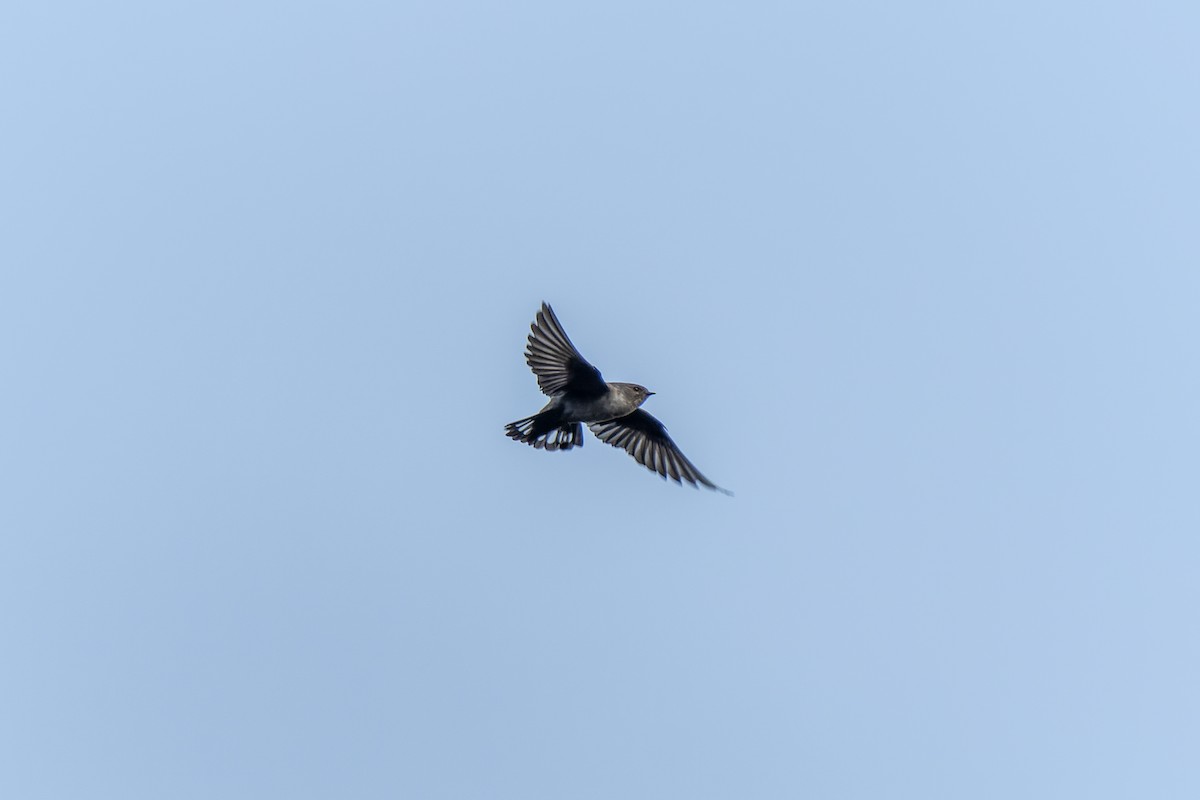 Eurasian Crag-Martin - ML646573682