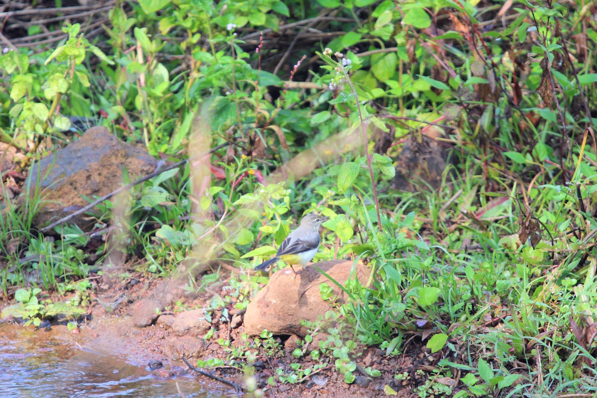 Gray Wagtail - ML646573683