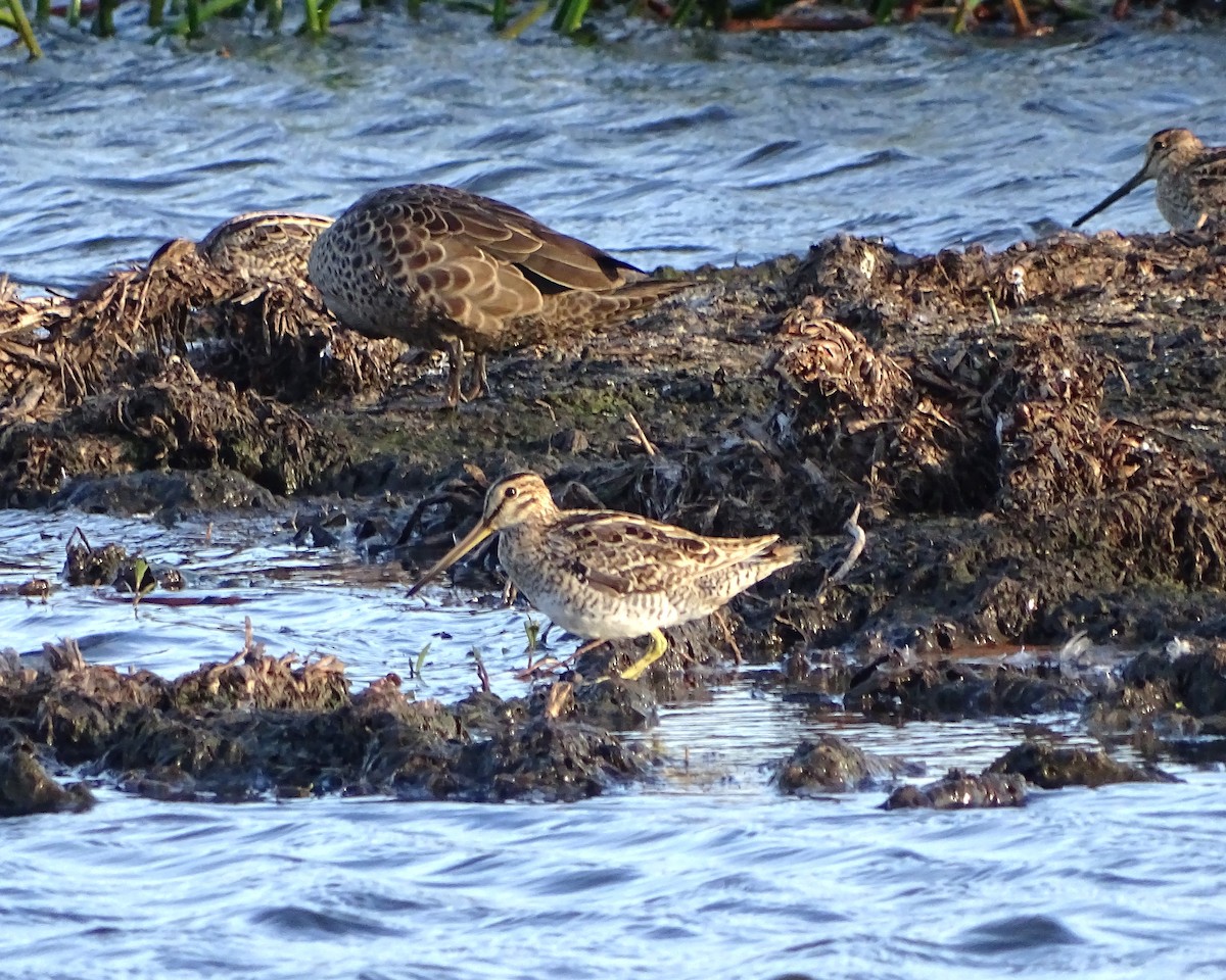 Latham's Snipe - ML646573684