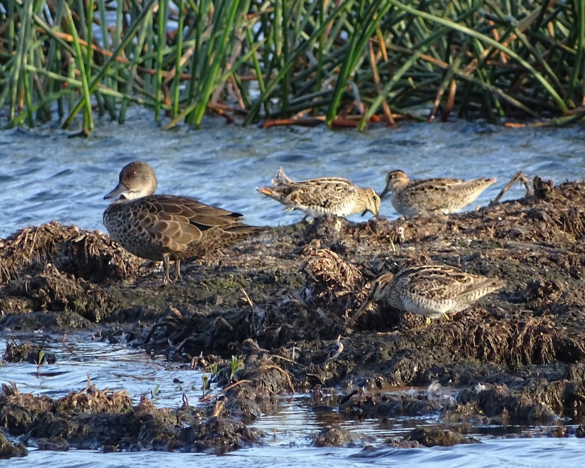 Latham's Snipe - ML646573688