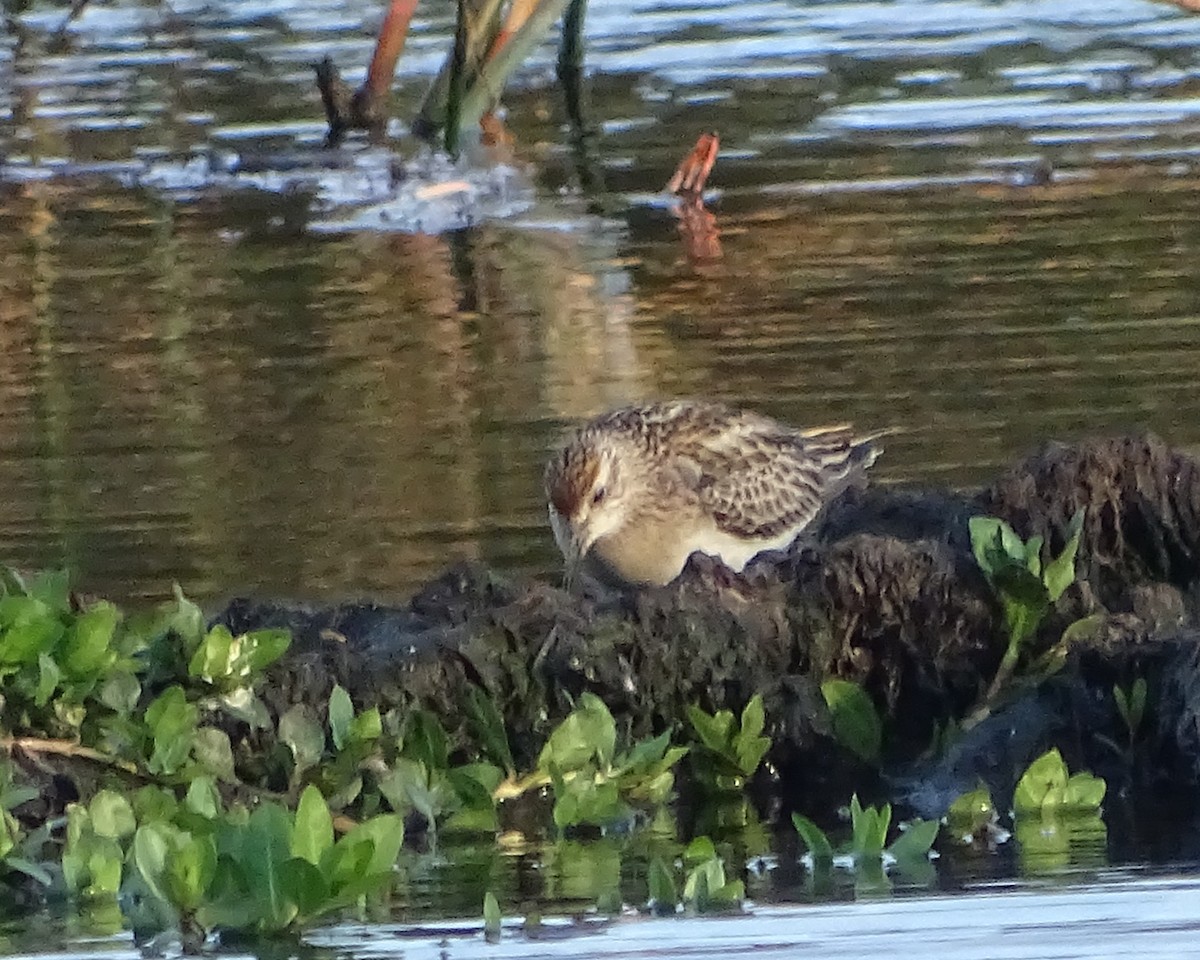חופית חדת-זנב - ML646573691