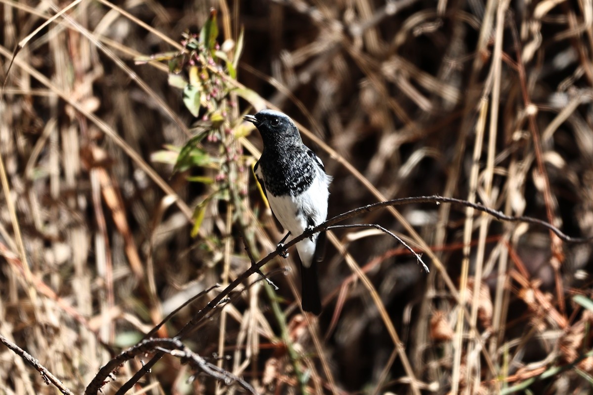 Blue-capped Redstart - ML646573696