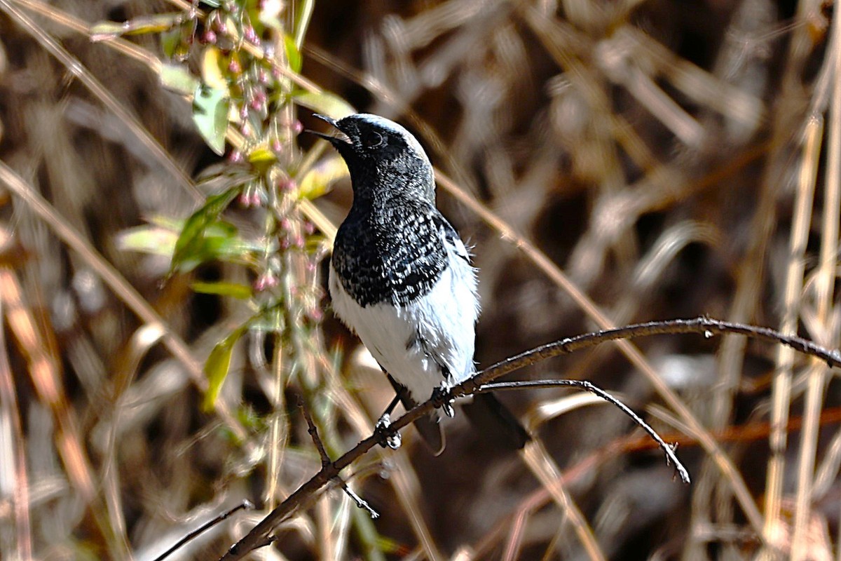 Blue-capped Redstart - ML646573697