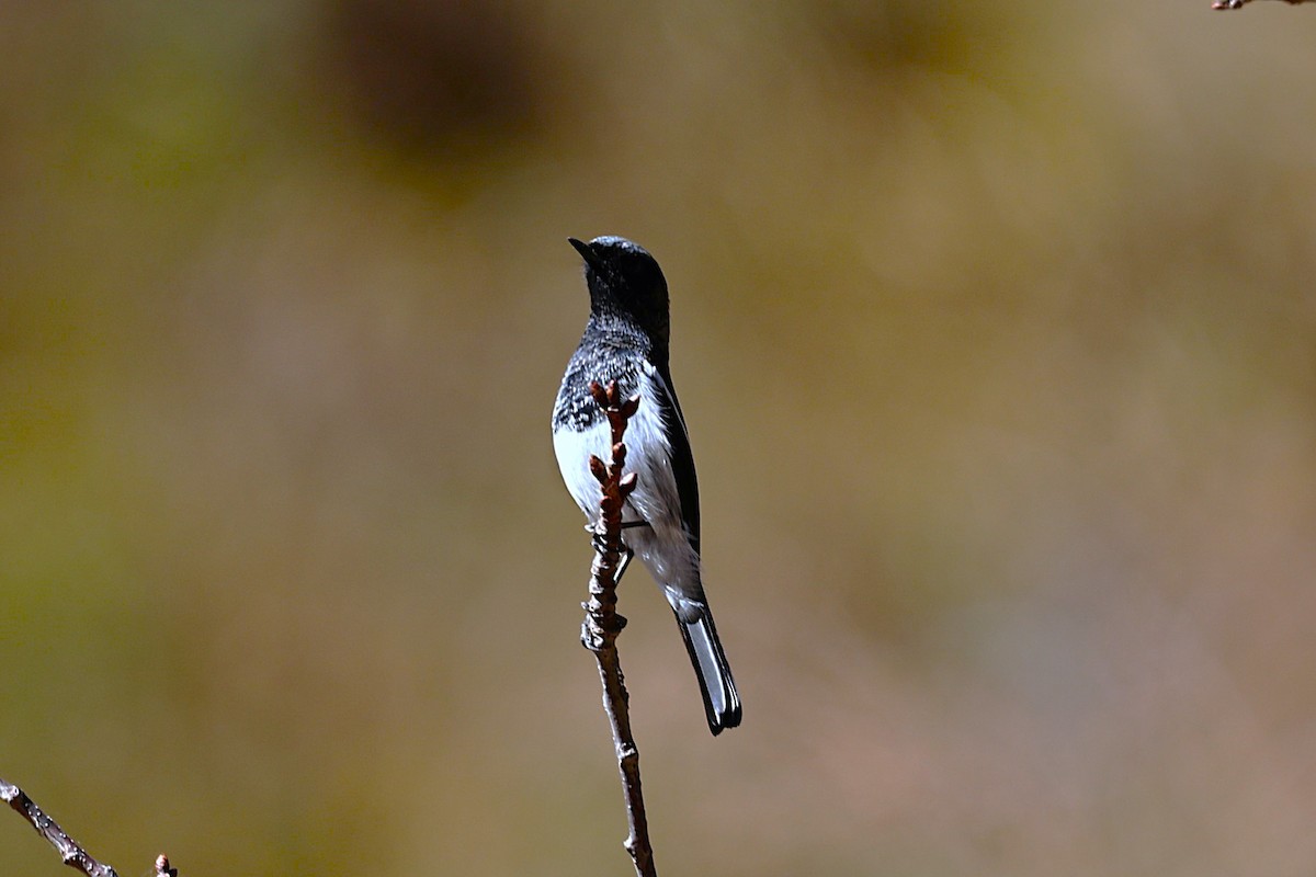 Blue-capped Redstart - ML646573698