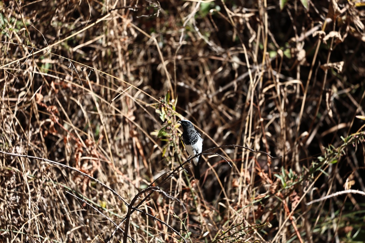 Blue-capped Redstart - ML646573699