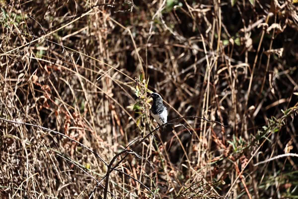 Blue-capped Redstart - ML646573700