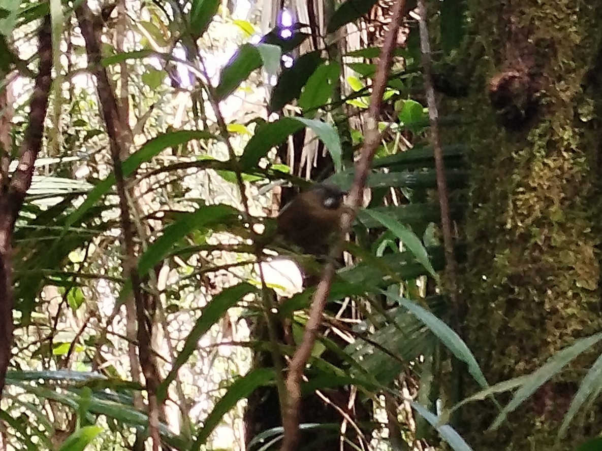 Schwarzbrauen-Buschtimalie - ML646573701