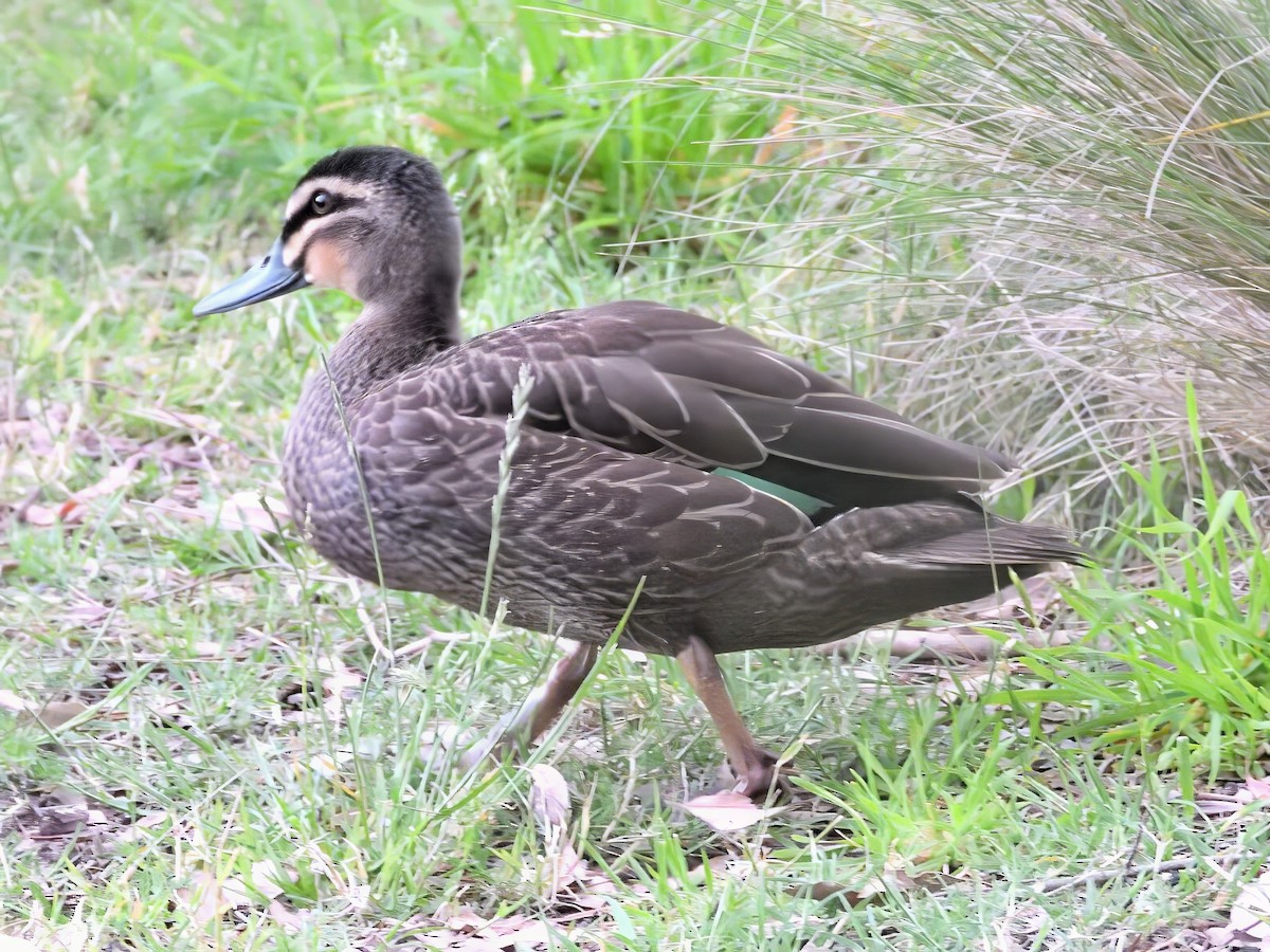 Pacific Black Duck - ML646573704