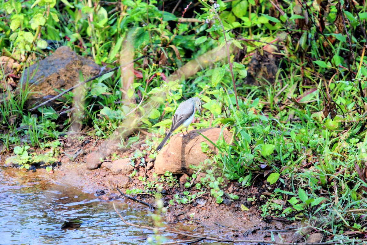 Gray Wagtail - ML646573706