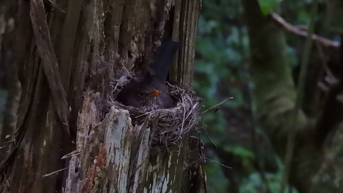 Eurasian Blackbird - ML646573707