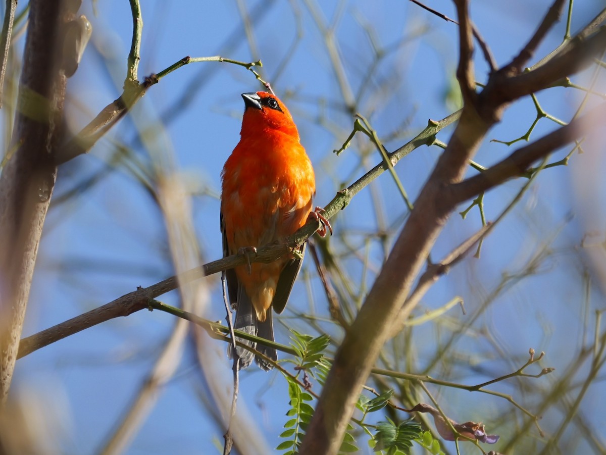 Red Fody - ML646573713