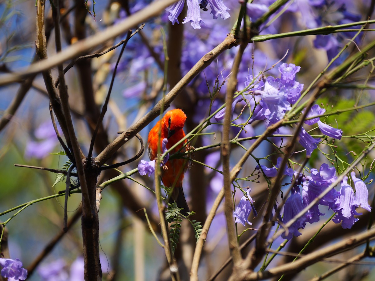 Red Fody - ML646573714