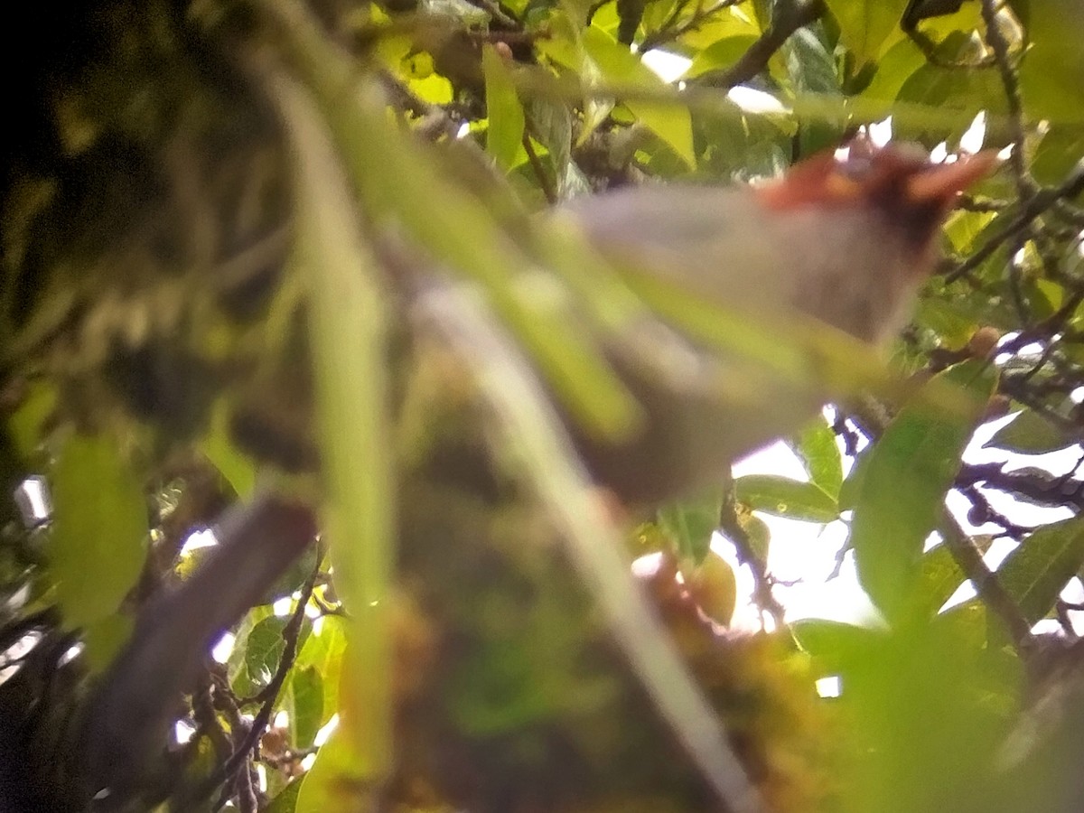 Kastanienkappenhäherling - ML646573715