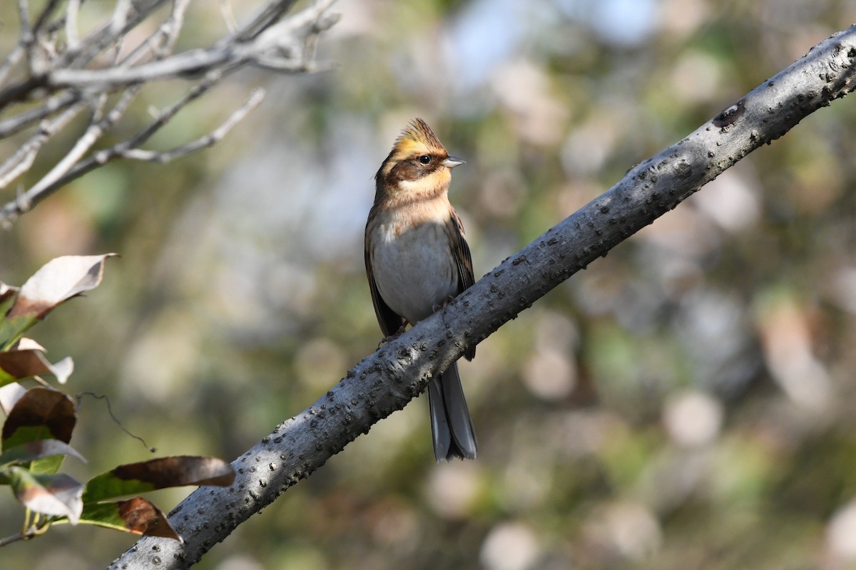 Yellow-throated Bunting - ML646573721