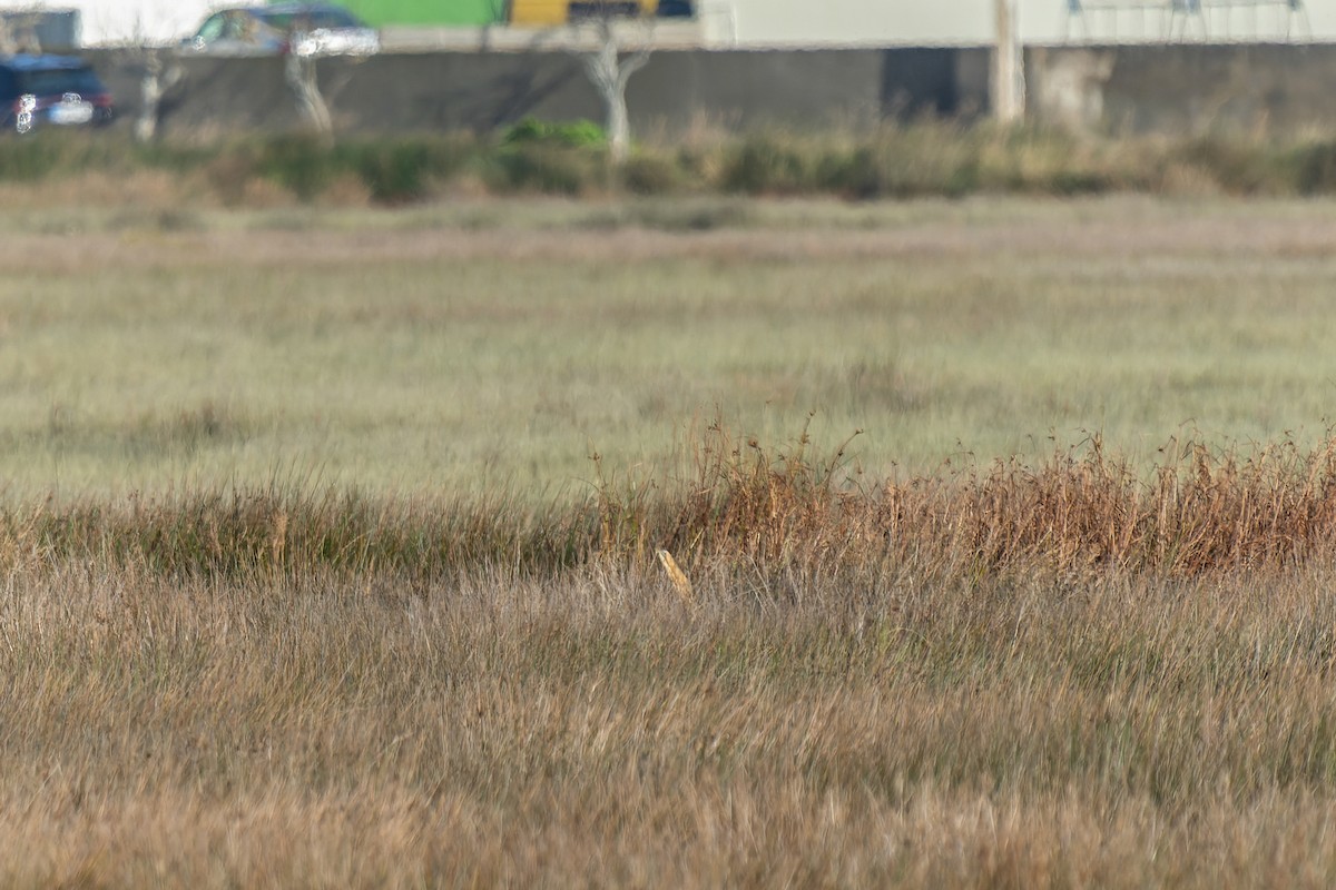 Eurasian Bittern - ML646573723