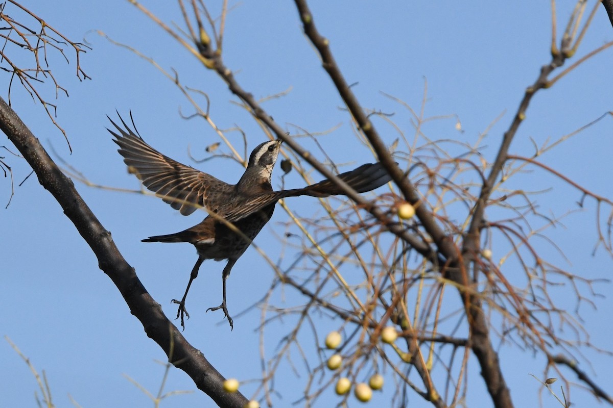 Dusky Thrush - ML646573726