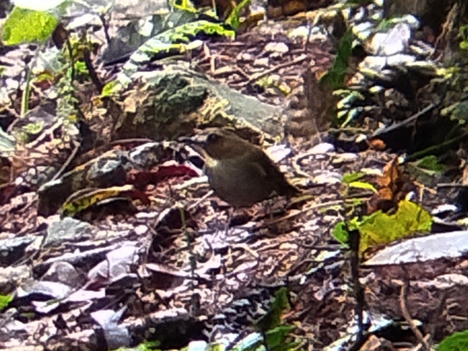 Weißbrauen-Dschungelschnäpper - ML646573727