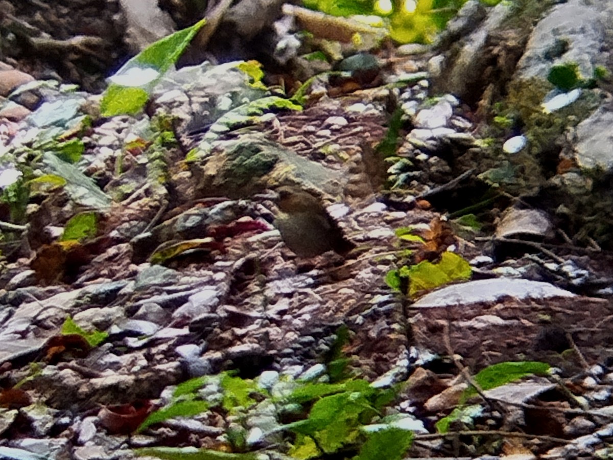 Weißbrauen-Dschungelschnäpper - ML646573728