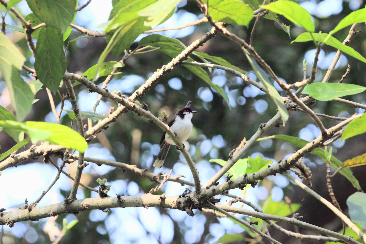 Red-whiskered Bulbul - ML646573736