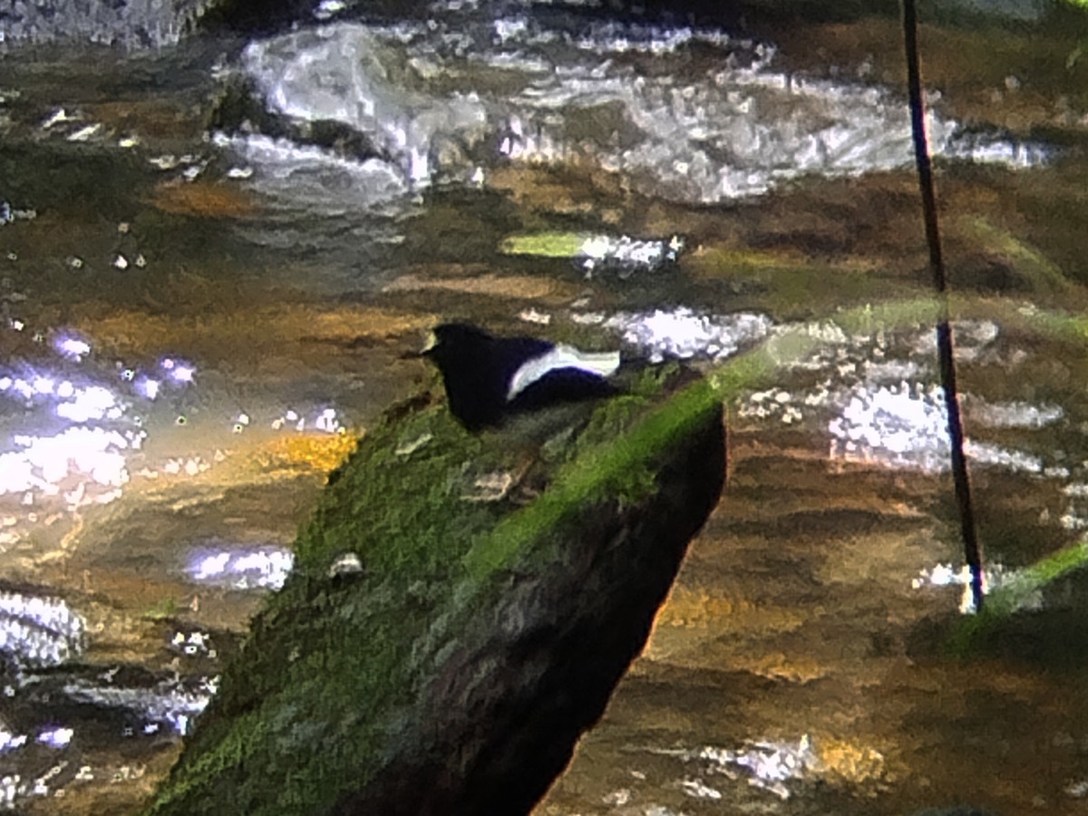 Borneoscherenschwanz - ML646573743