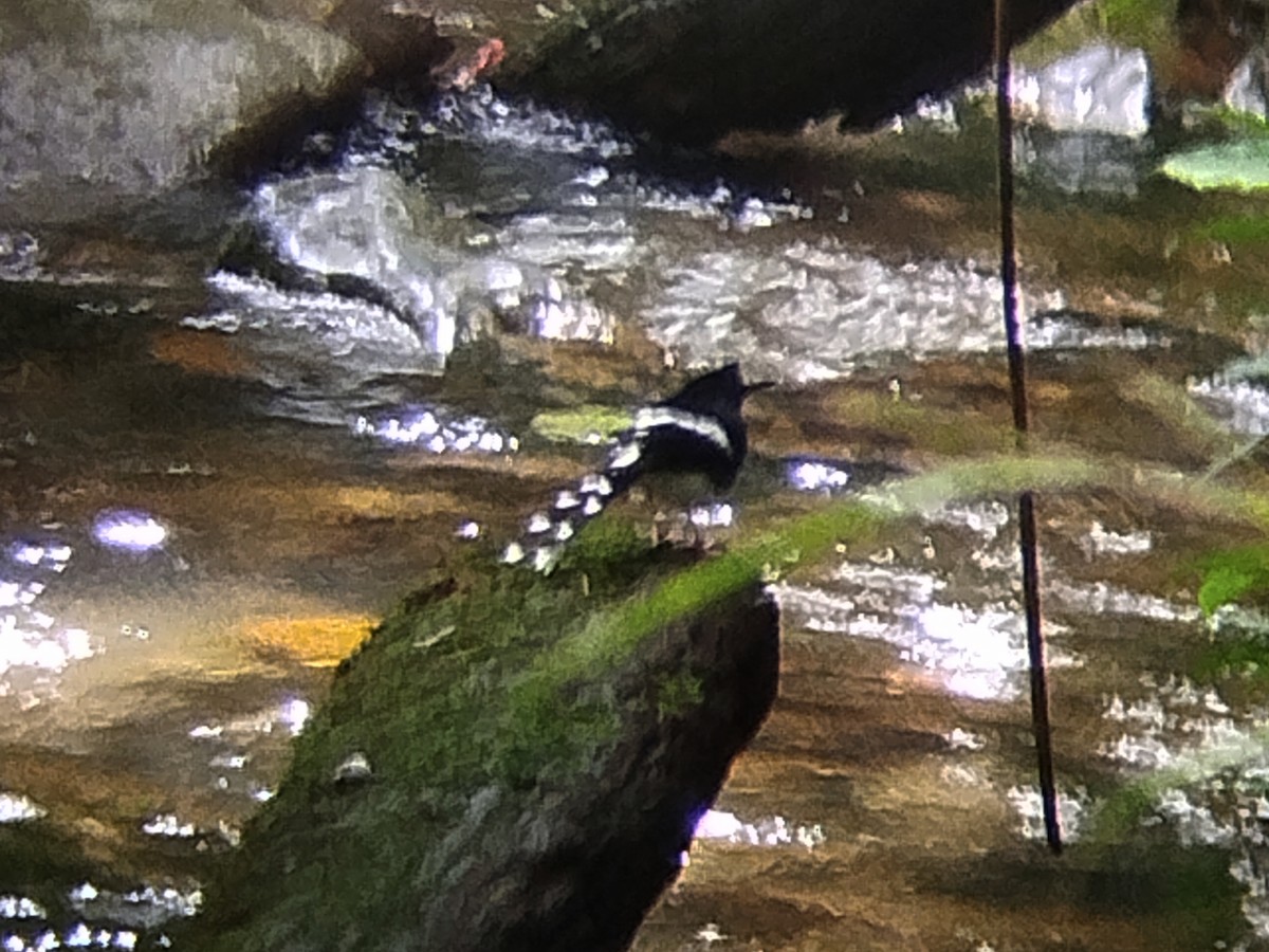 Borneoscherenschwanz - ML646573744