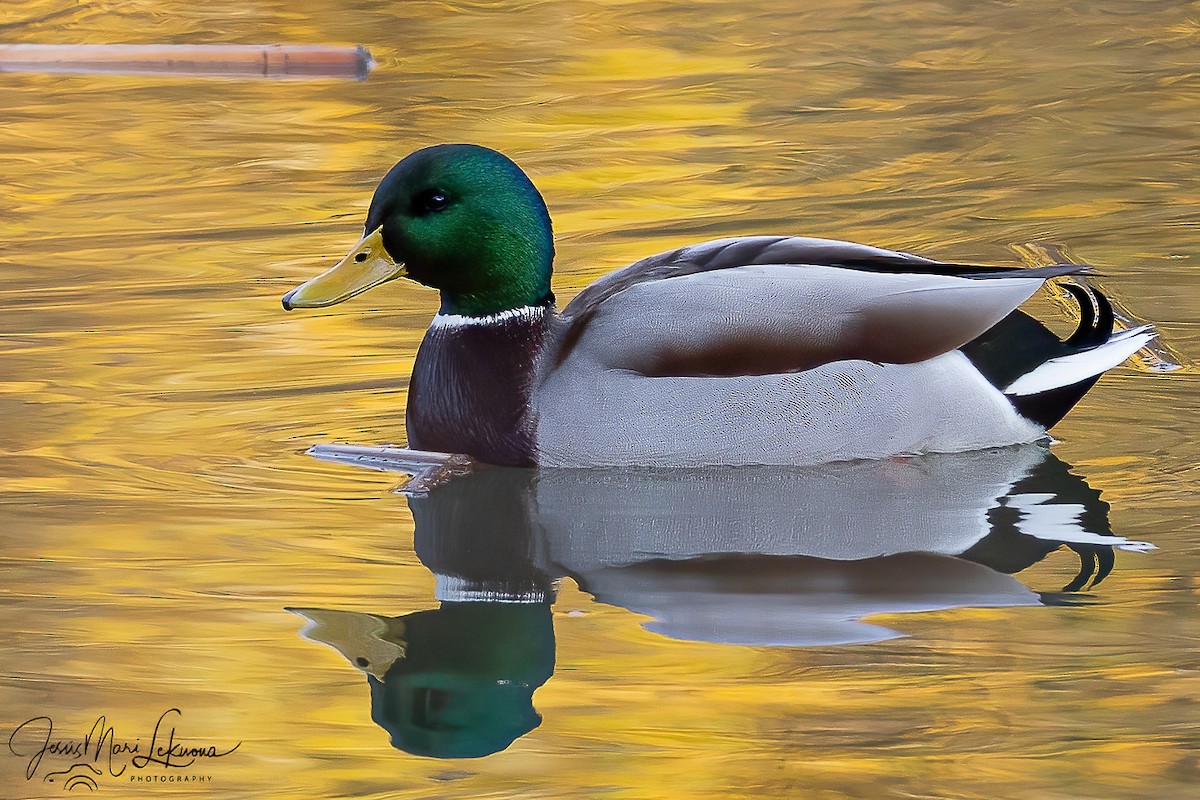 ברכיה - ML646573749