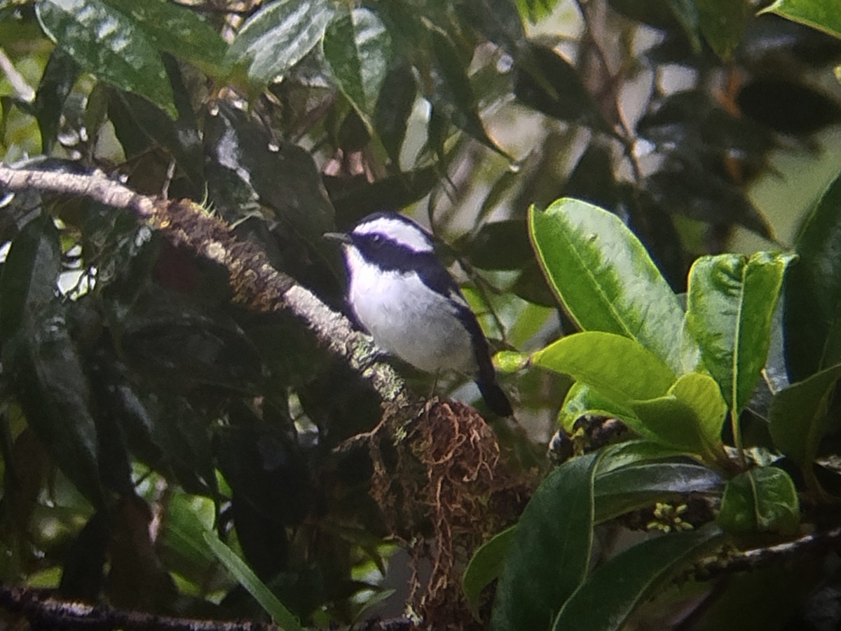 Elsterschnäpper - ML646573750