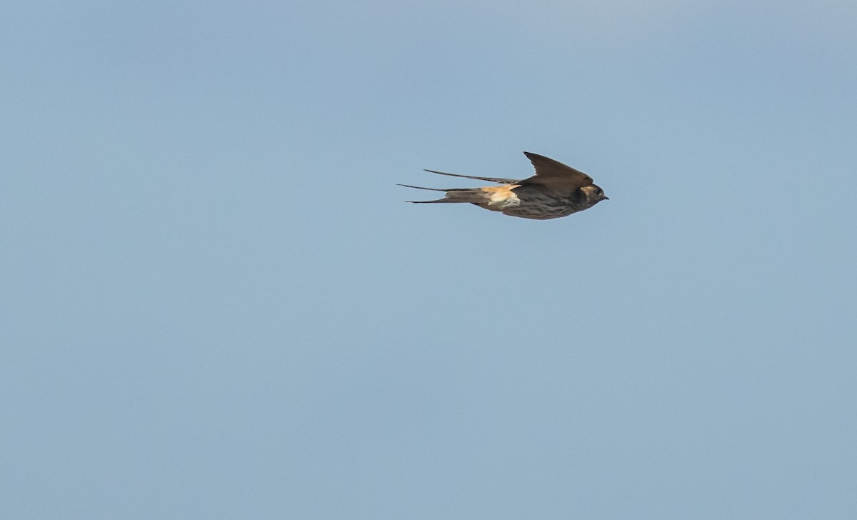 Strichelrötelschwalbe - ML646573752