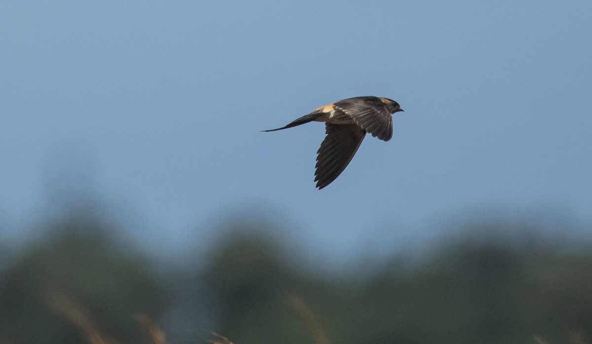 Strichelrötelschwalbe - ML646573753