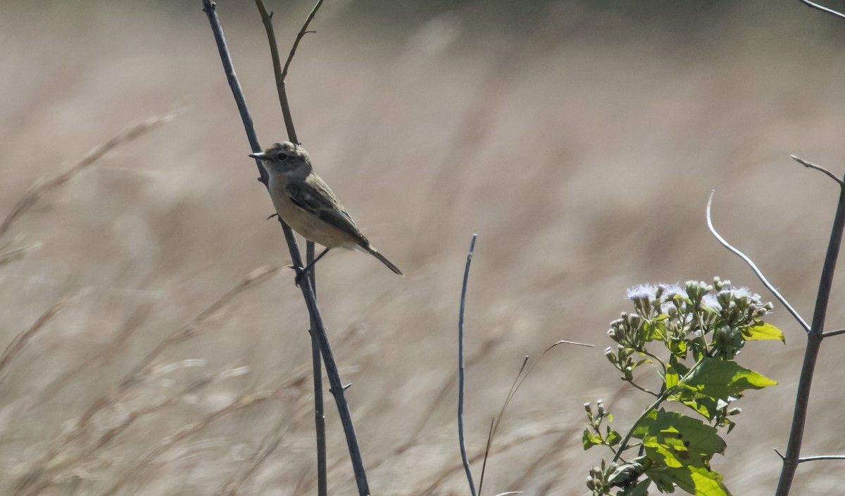 Stejnegerschwarzkehlchen - ML646573755